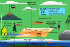 ẢNH HƯỞNG CỦA CADIMI