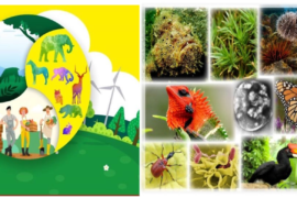 CÁC YẾU TỐ GÂY SUY GIẢM ĐA DẠNG SINH HỌC VÀ GIẢI PHÁP