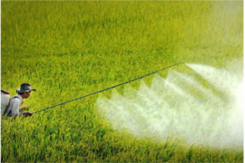 ẢNH HƯỞNG THUỐC BẢO VỆ THỰC VẬT ĐẾN NGUỒN NƯỚC