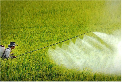 ẢNH HƯỞNG THUỐC BẢO VỆ