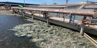 HIỆN TƯỢNG BÙN NỔI TRONG XỬ LÝ NƯỚC THẢI