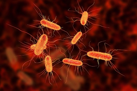 VI KHUẨN E.COLI